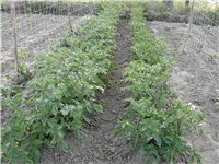 fba88b2e-Picture 008.jpg